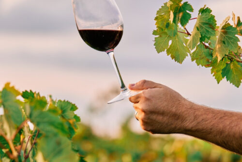 Dégustation des vins de loire : une expérience unique