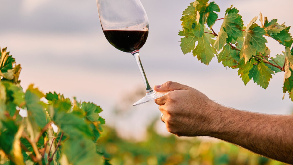 Dégustation des vins de loire : une expérience unique